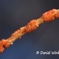 Ophiocordyceps close up of red stroma 