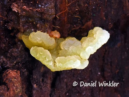 Jelly shelf fungus #213 young