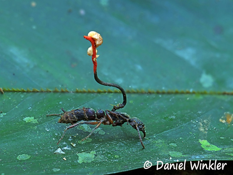 Ophiocordyceps australis Q on ant with hyperparasite edd DW Ms.jpg