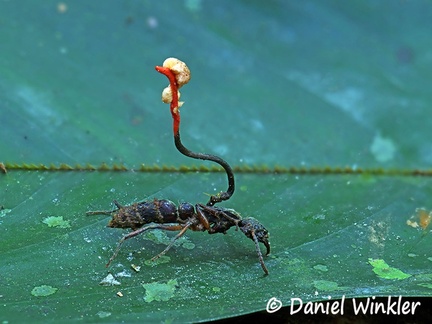 Ophiocordyceps australis on ant with an hyperparasite