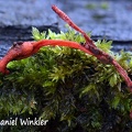 Ophiocordyceps red 