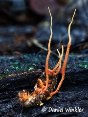 Ophiocordyceps on larva with 4 stromata
