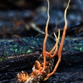 Ophiocordyceps on larva with 4 stromata