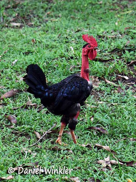 Rooster in Kwamala DW Ms.jpg