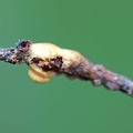 Hyperdermium twig #144 back with ant whole