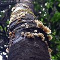 Pleurotus fruiting high up in tree