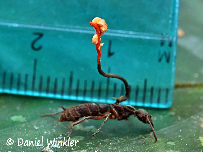 Ophiocordyceps australis Q on ant with hyperparasite scale DW Ms.jpg