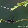 Ophiocordyces tiny ant