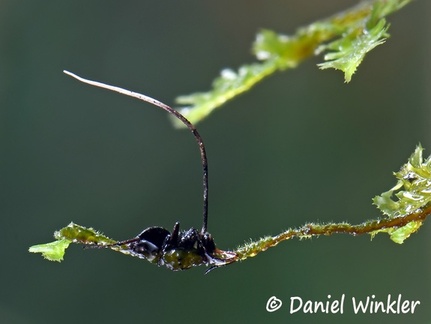 Ophiocordyces tiny ant