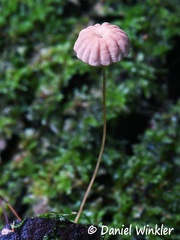 Marasmius pink cap 6-22 