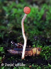 Ophiocordyceps amazonica 6-22