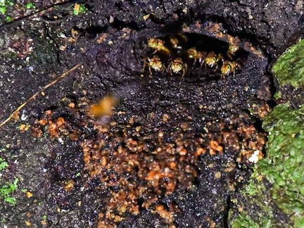 Stingless Honey Bee gate