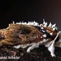 Cordyceps tuberculata Akantomyces moth HA 