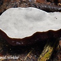 Ganoderma laccate hymenium #114 