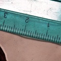Ganoderma laccate hymenium #114 scale