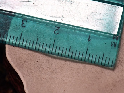 Ganoderma laccate hymenium #114 scale