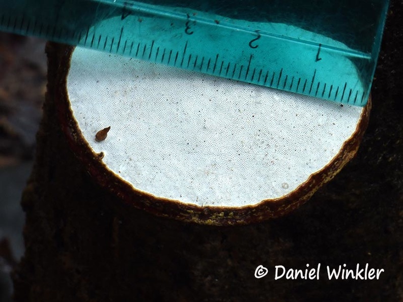 Ganoderma laccate cap hymenium #200 DW Ms.jpg
