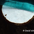 Ganoderma laccate cap hymenium #200