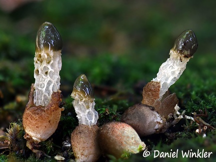 Xylophallus xylogenus, a tiny stinkhorn. What it does not have in size, it has in stink!