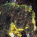 Physarum polycephalum #17 a slime mold