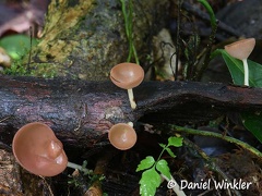 Cookeina speciosa #10, a common an easy to identify cup fungus that is also edible!