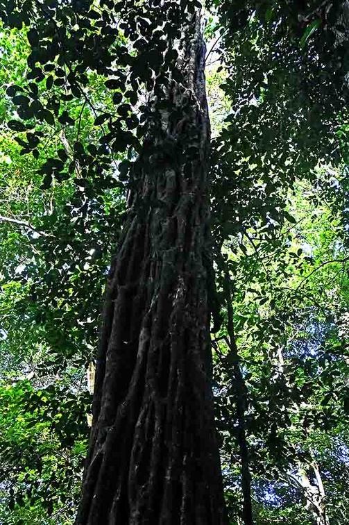 When a strangling fig is a tree itself and forms a very cool trunk! Seen near  Apie Ecu