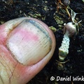 That's how small these tiny Xylophallus xylogenus stinkhorns are.