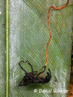 Ophiocordyces sphecalocephala growing from wasp