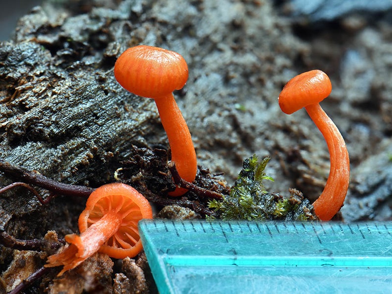 Hygrocybe orange young #192 Disp scale hyb Ms.jpg