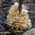 Hydnopolyporus fimbriatus, an edible wood decaying mushroom..