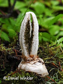 Pseudocolus sp. stinkhorn seen near a small willow in the spruce forest above Ura