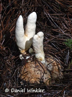 Podostroma solmsii? parasitizing a Phallus impudicus egg near Jakar, Bumthang in 2700m / 8800 ft in pine forest.