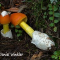 Himalayan Caesar mushroom - Amanita hemibapha, a choice edible. It was first described in the 1860s from neighboring Sikkim.
