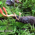Cordyceps farinosa found in the oak forest remnants close to Jakar in Bumthang in 2700m / 8800ft altitude