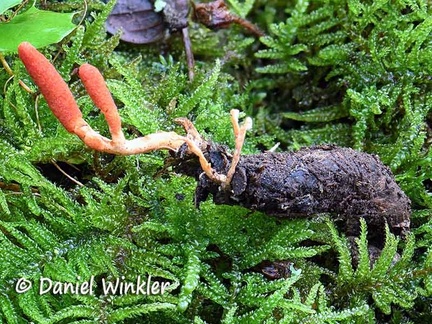 Cordyceps farinosa found in the oak forest remnants close to Jakar in Bumthang in 2700m / 8800ft altitude