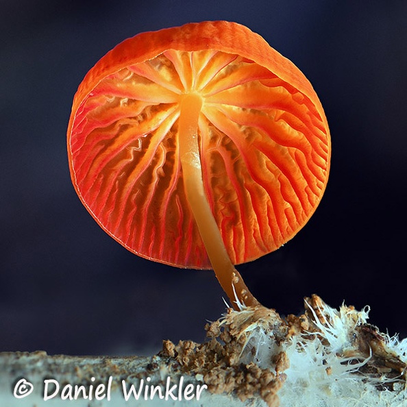 Marasmius orange hymenium CrSq DW Ms.jpg