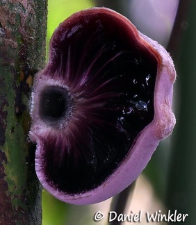Ascopolyporus philodendri transect seen in Kwamalasamutu, Suriname