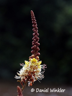 Tachigali paniculata Fabaceae Flower DW Ms