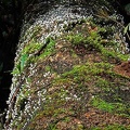 Coprinellus disseminatus on huge log