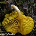 Phylloporus sp. showing its beautiful yellow gills