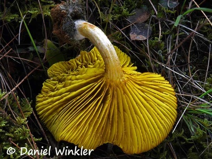 Phylloporus sp. showing its beautiful yellow gills
