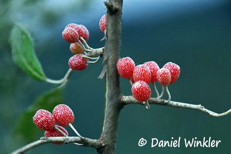 Eleagnus parvifolia Bji berry branch DW Ms.jpg