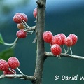 Eleagnus parvifolia Bji berry branch DW Ms.jpg