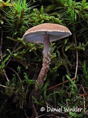 A graceful Cystoderma sp. seen near Phajoding