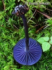 Laccaria amethystina - the purple deceiver, what a mushroom!