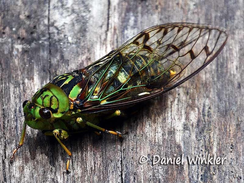 Cicada Thinyel Gang DW Ms