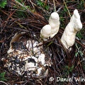 Podostroma solmsii growing out of collapsed Phallus egg