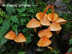 Probably a Gymnopilus we saw at Dochu La. We loved the conical heads