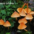 Probably a Gymnopilus we saw at Dochu La. We loved the conical heads