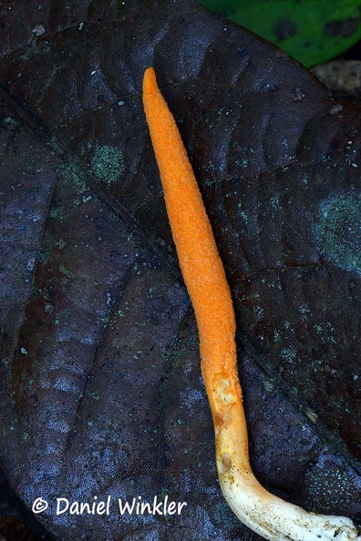 Ophiocordyceps melolonthae gr Pauna Stroma DW Ms.jpg